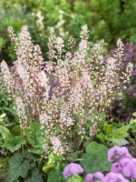 Tiarella wherryi 9 cm Topf - Größe nach Saison