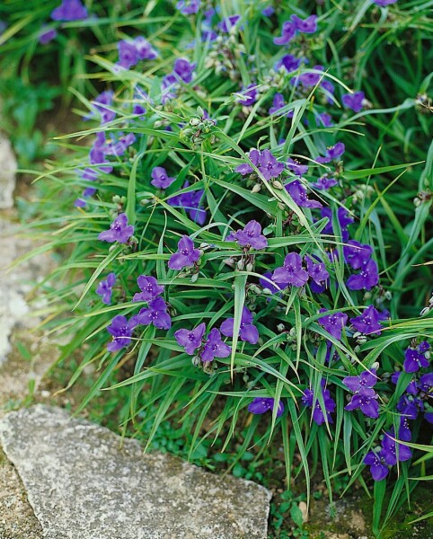 Tradescantia x anders.Leonora 9 cm Topf - Größe nach Saison