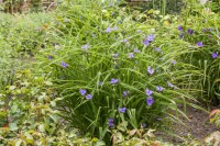 Tradescantia x anders.Leonora 9 cm Topf - Größe nach Saison