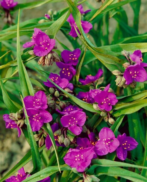 Tradescantia x anders.Valour 9 cm Topf - Größe nach Saison