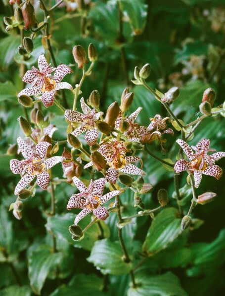 Tricyrtis formosana Dark Beauty 9 cm Topf - Größe nach Saison