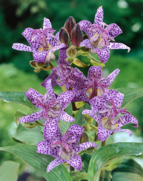 Tricyrtis hirta 9 cm Topf - Größe nach Saison