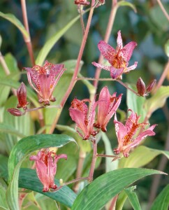 Tricyrtis hirta 9 cm Topf - Größe nach Saison