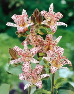 Tricyrtis hirta 9 cm Topf - Größe nach Saison