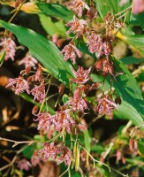 Tricyrtis hirta 9 cm Topf - Größe nach Saison