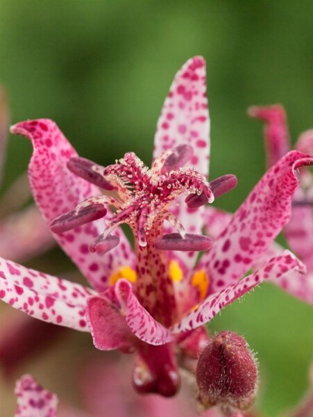 Tricyrtis hirta Sinonome 9 cm Topf - Größe nach Saison