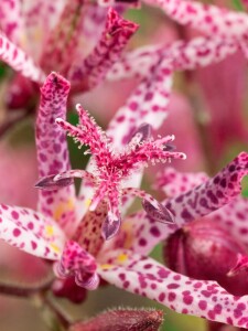 Tricyrtis hirta Sinonome 9 cm Topf - Größe nach Saison