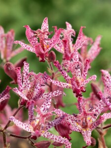 Tricyrtis hirta Sinonome 9 cm Topf - Größe nach Saison