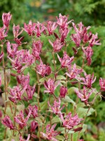 Tricyrtis hirta Sinonome 9 cm Topf - Größe nach Saison