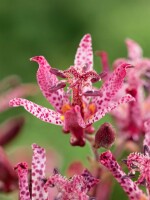 Tricyrtis hirta Sinonome 9 cm Topf - Größe nach Saison