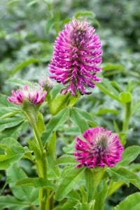 Trifolium rubens 9 cm Topf - Größe nach Saison