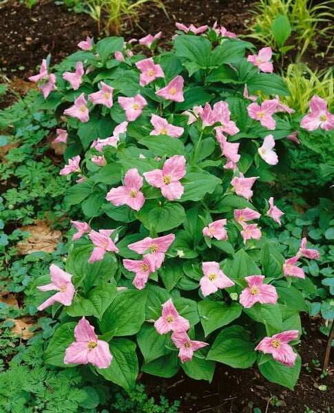 Trillium erectum 9 cm Topf - Größe nach Saison