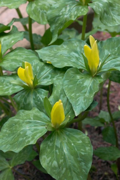 Trillium luteum 9 cm Topf - Größe nach Saison