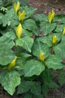 Trillium luteum 9 cm Topf - Größe nach Saison