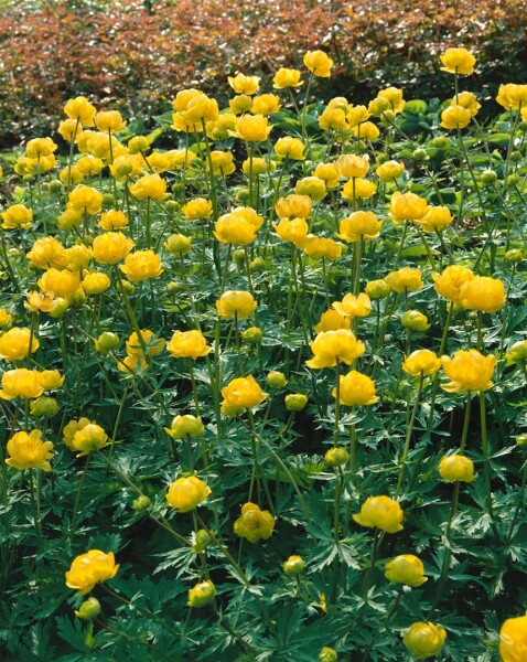 Trollius chinensis Golden Queen 9 cm Topf - Größe nach Saison