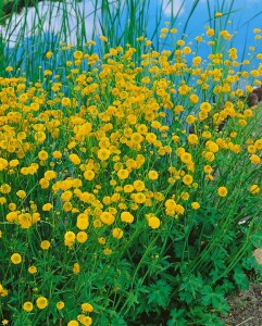 Trollius chinensis Golden Queen 9 cm Topf - Größe nach Saison