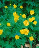 Trollius chinensis Golden Queen 9 cm Topf - Größe nach Saison