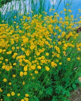 Trollius chinensis Golden Queen 9 cm Topf - Größe nach Saison