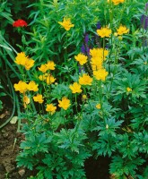 Trollius chinensis Golden Queen 9 cm Topf - Größe nach Saison