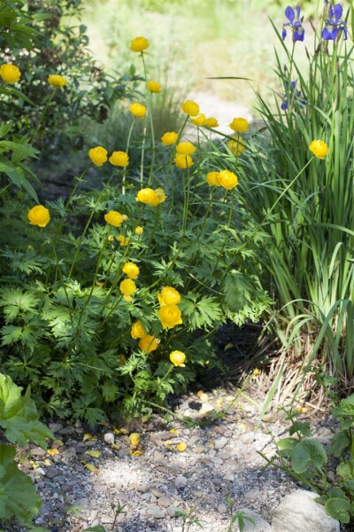 Trollius europaeus 9 cm Topf - Größe nach Saison