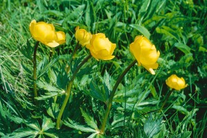 Trollius europaeus 9 cm Topf - Größe nach Saison