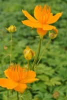 Trollius europaeus 9 cm Topf - Größe nach Saison