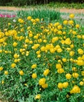 Trollius europaeus 9 cm Topf - Größe nach Saison