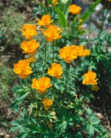 Trollius europaeus 9 cm Topf - Größe nach Saison