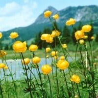 Trollius europaeus 9 cm Topf - Größe nach Saison