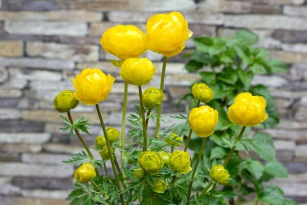 Trollius x cult.Lemon Queen 11 cm Topf - Größe nach Saison