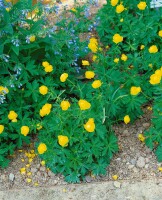 Trollius x cult.Lemon Queen 11 cm Topf - Größe nach Saison