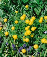 Trollius x cult.Lemon Queen 11 cm Topf - Größe nach Saison