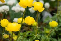 Trollius x cult.Lemon Queen 11 cm Topf - Größe nach Saison