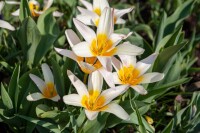 Tulipa tarda 9 cm Topf - Größe nach Saison