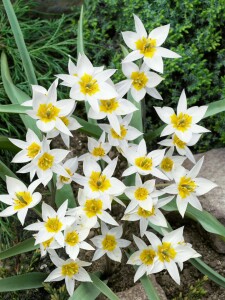 Tulipa turkestanica 9 cm Topf - Größe nach Saison