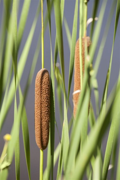 Typha latifolia 9 cm Topf - Größe nach Saison