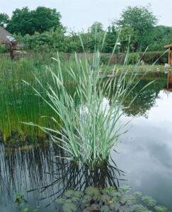 Typha latifolia 9 cm Topf - Größe nach Saison