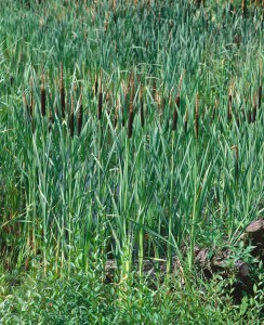 Typha latifolia 9 cm Topf - Größe nach Saison