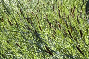 Typha latifolia 9 cm Topf - Größe nach Saison