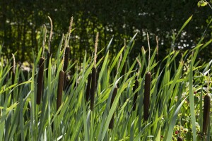 Typha latifolia 9 cm Topf - Größe nach Saison