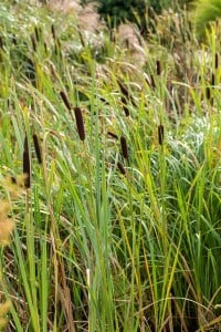 Typha latifolia 9 cm Topf - Größe nach Saison