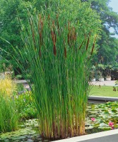 Typha latifolia 9 cm Topf - Größe nach Saison