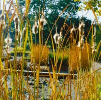 Typha latifolia 9 cm Topf - Größe nach Saison