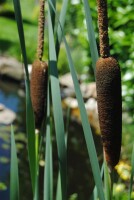 Typha latifolia 9 cm Topf - Größe nach Saison