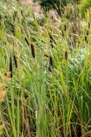 Typha latifolia 9 cm Topf - Größe nach Saison