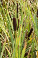 Typha latifolia 9 cm Topf - Größe nach Saison