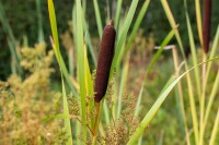 Typha latifolia 9 cm Topf - Größe nach Saison