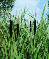 Typha latifolia 9 cm Topf - Größe nach Saison