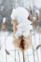 Typha latifolia 9 cm Topf - Größe nach Saison