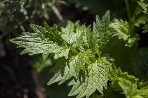 Valeriana officinalis 9 cm Topf - Größe nach Saison